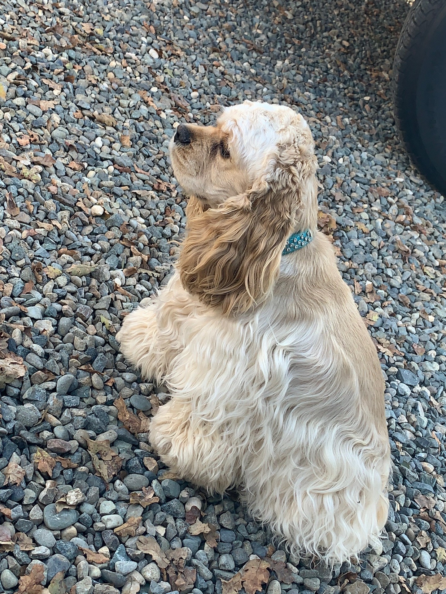 Bella